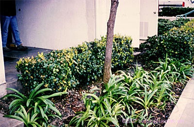 Photo_06: Swamp in the desert