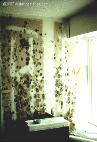 Photo_02: Vinyl wall covering removed to expose mold